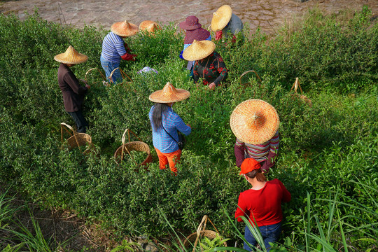 武夷山采茶季节的女工们