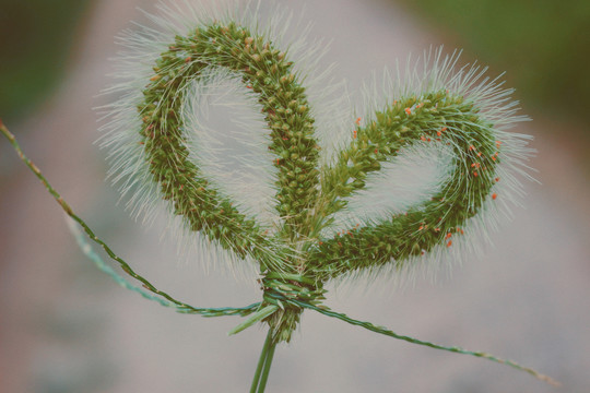 野草