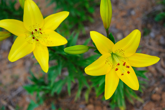 黄色百合花