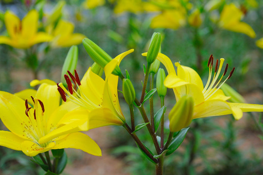 黄百合花