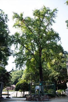 武汉市古树名木
