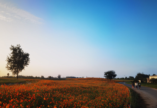 花田夕照