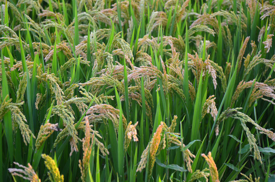 东北大米水稻