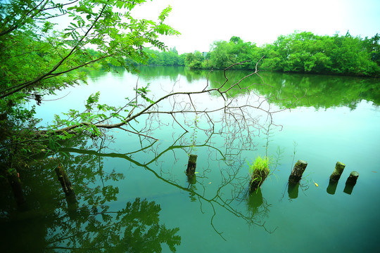 西溪湿地