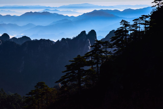 黄山石头和松树