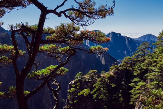 黄山石头和松树