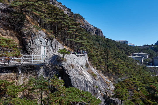 黄山石头和松树