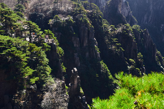 黄山石头和松树