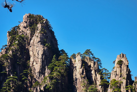 黄山石头和松树