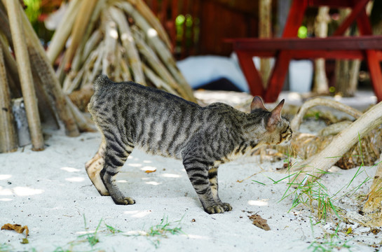 马来西亚仙本那海岛的短尾猫