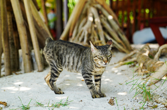 马来西亚仙本那海岛的短尾猫