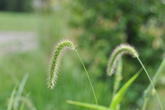 狗尾草