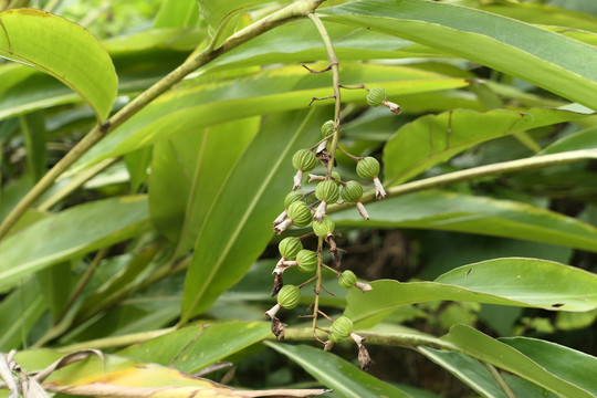 艳山姜砂仁