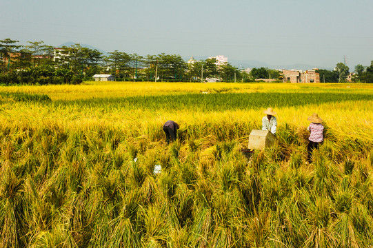 秋季水稻收割