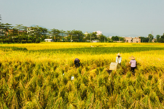 秋季水稻收割