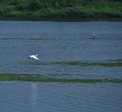 白鹭飞鸟