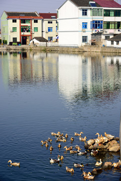 江南新农村