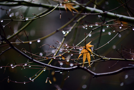 枫树上的雨珠