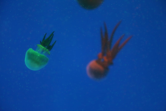 海洋馆水母