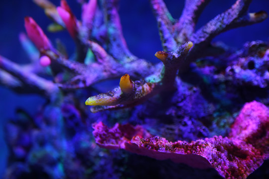 海洋馆珊瑚