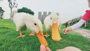 鸭子特写