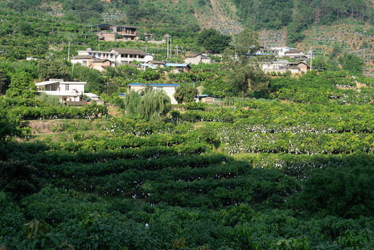 芒果基地