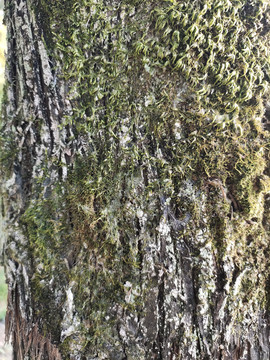 树皮与苔藓