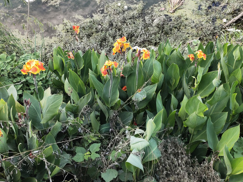 黄色美人蕉花