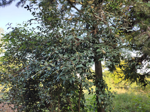 油茶树与油茶果