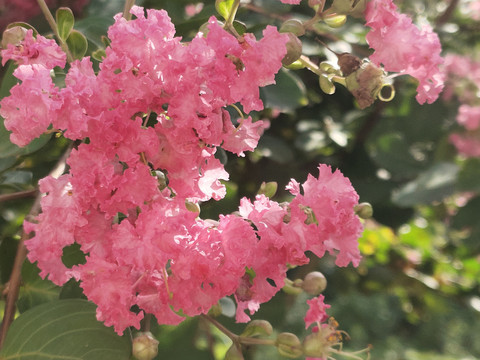 鲜花紫薇花