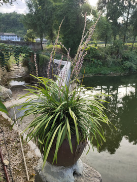 麦冬花与花坛