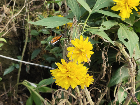 金光菊与蝴蝶