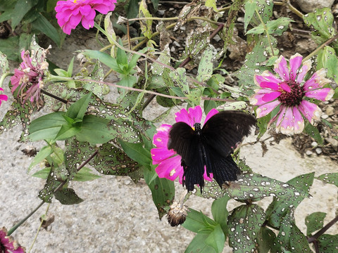 百日菊与黑蝴蝶