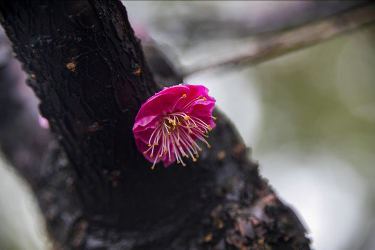 梅花花蕊