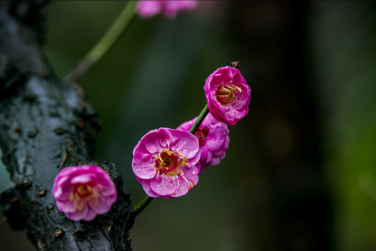 一枝梅花