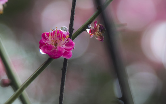 雨后梅花