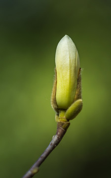 玉兰花