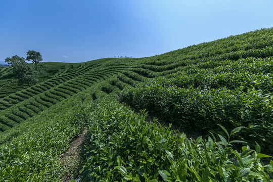 山野茶园