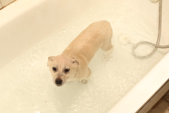 宠物狗洗澡过程
