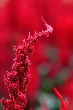 穗状鸡冠花