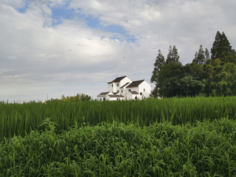 乡村稻香农家