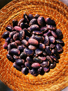 新鲜紫色白芸豆大豆类