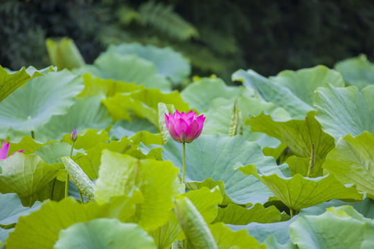 莲花