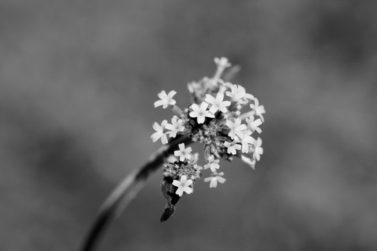 马鞭草花