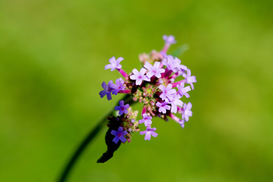 马鞭草花