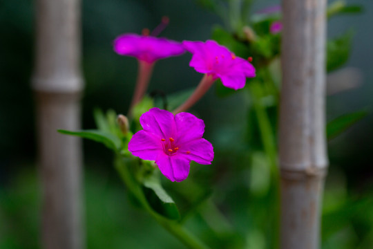 紫茉莉