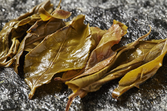 普洱茶茶底特写