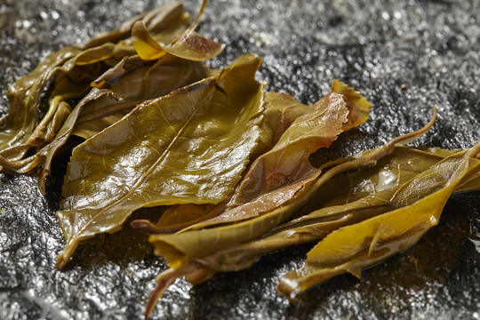 普洱茶茶底特写