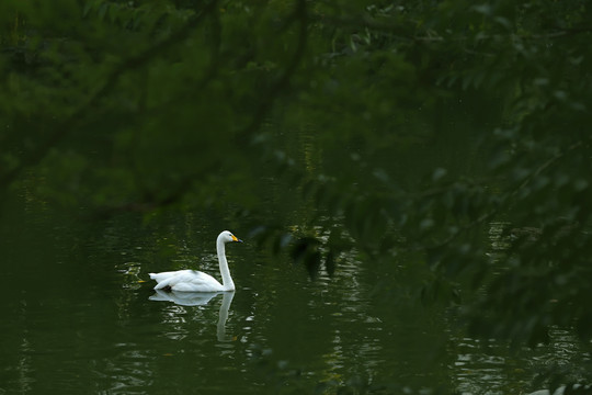 天鹅湖