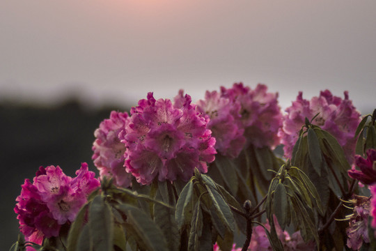 菌子山杜鹃花